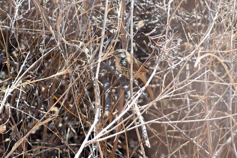 Spotted Palm Thrush