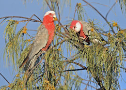 Australian Wildlife Queensland January 2015
