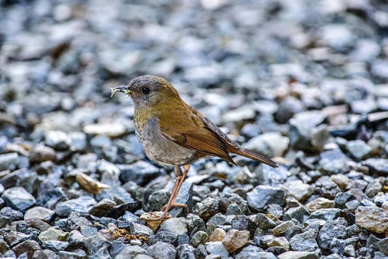 Black-billed Nightingale-Thrush