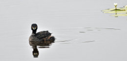 Australasian Grebe