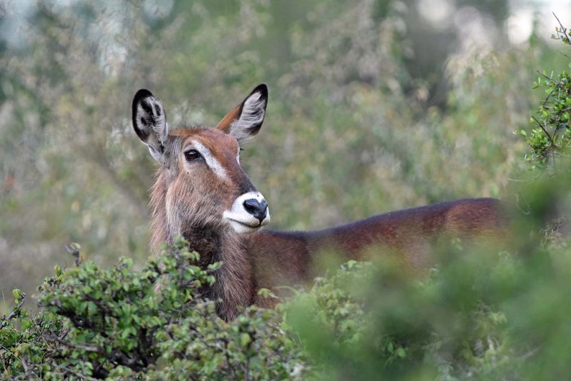 Defassa Waterbuck