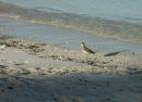 Pacific Golden Plover.
