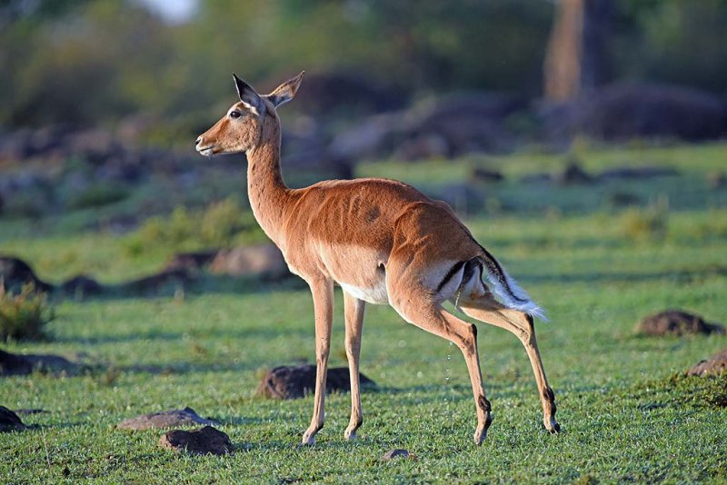 Impala