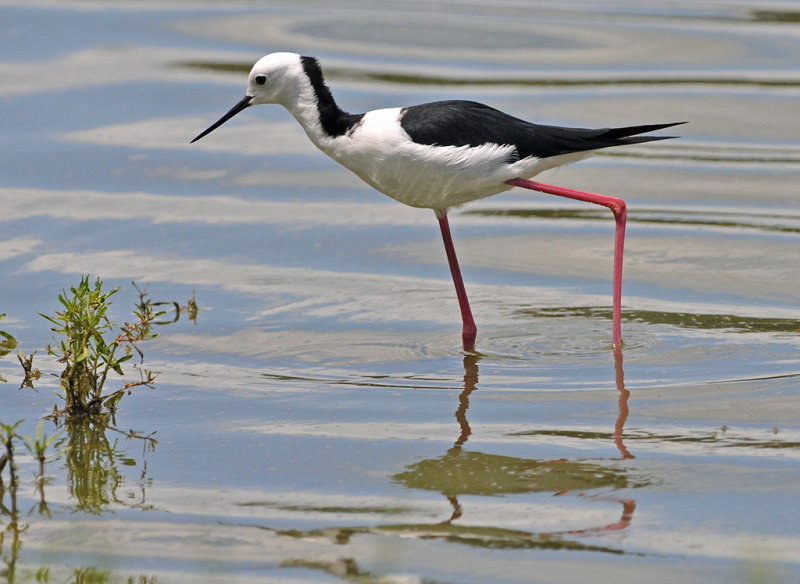 Black-winged Stilt