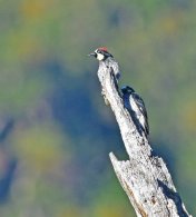 Acorn Woodpecker