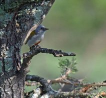 African Grey Woodpecker