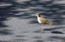 Pacific Golden Plover.