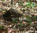 Yellow-spotted Monitor Lizard.