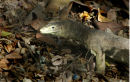 Yellow-spotted Monitor Lizard.