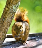 Montane Squirrel