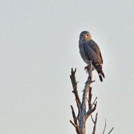 Lizard Buzzard