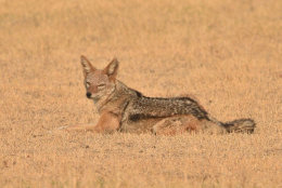 Black-backed Jackal