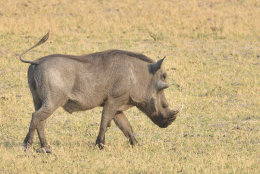 Warthog