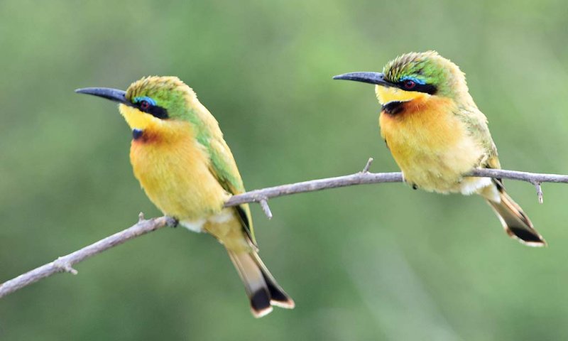 Little Bee-eater