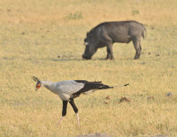 Secretarybird
