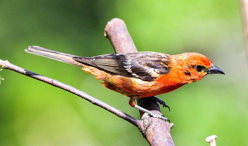 Flame-colored Tanager