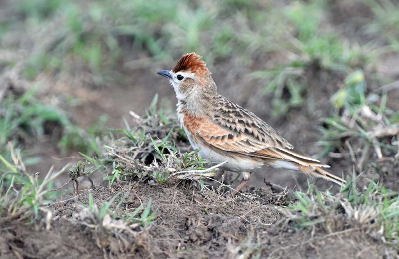 Red-capped Lark