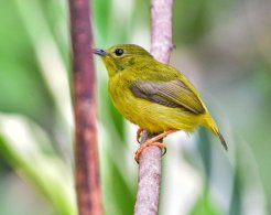 Orange-collared Manakin