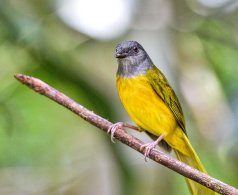 Grey-headed Tanagier