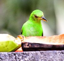Green Honeycreeper