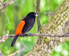 Cherrie's Tanager