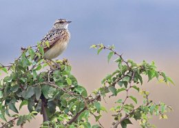 Nairobi National Park 