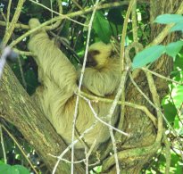 Hoffmann's Two-toed Slouth