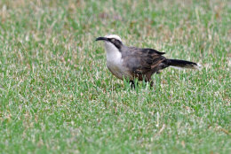 Grey-crowned Babbler