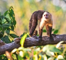 White-faced Capuchin