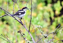 Woodchat Shrike