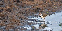 Three-banded Plover