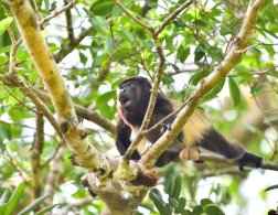 MantledHowler Monkey