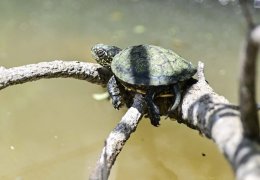 European Pond Terrapin