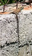 Dalmatian Algyroides