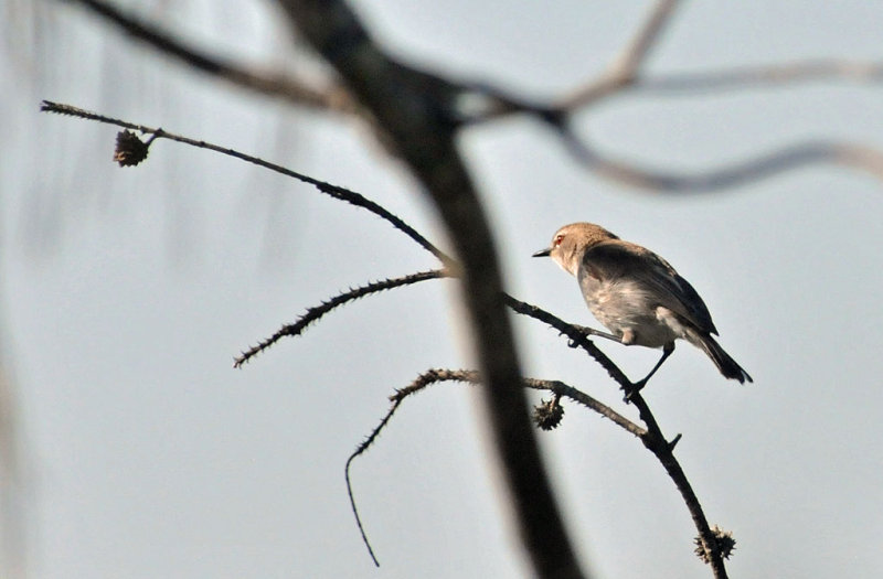 Mangrove Gerygone