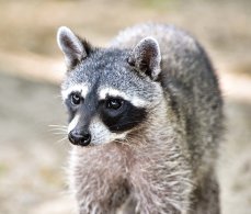 Mammals and Reptiles of Costa Rica 2017