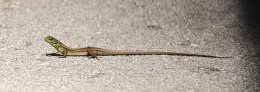 Balkan Green Lizard