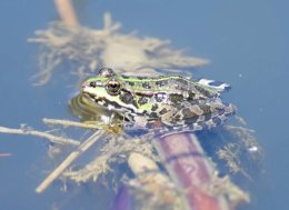 Balkan Frog