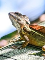 Common Basilisk