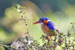 Malachite Kingfisher