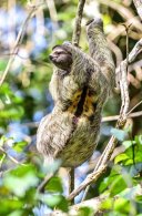 Brown-throated Three-toed Sloth