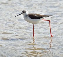 Black-winged Stilt