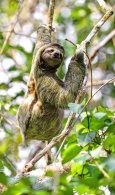 Brown-throated Three-toed Sloth