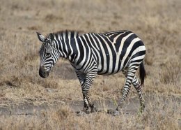 Burchell's Zebra