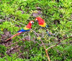 Birds of the Pacific Lowlands, Costa Rica