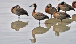 White-faced Whistling Duck