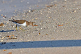 Common Sandpiper