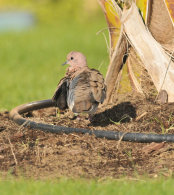 Laughing Dove