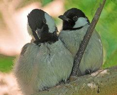 White-eared Bulbul