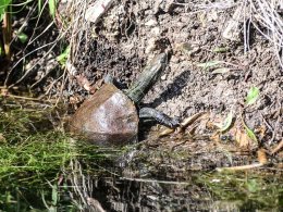 Balkan Terrapin